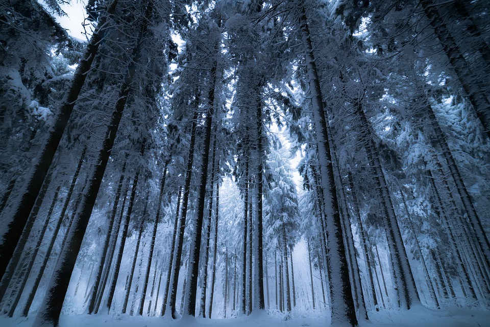 Free photo Wood Ice Forest Tree Nature Background Winter   Max Pixel