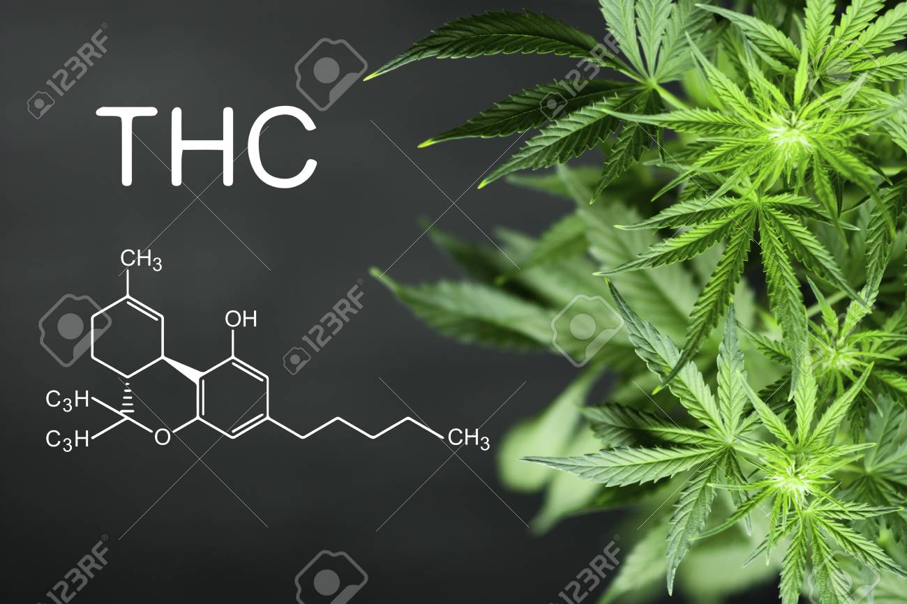 Thc Beautiful Background Green Cannabis Flowers Copy Space Stock