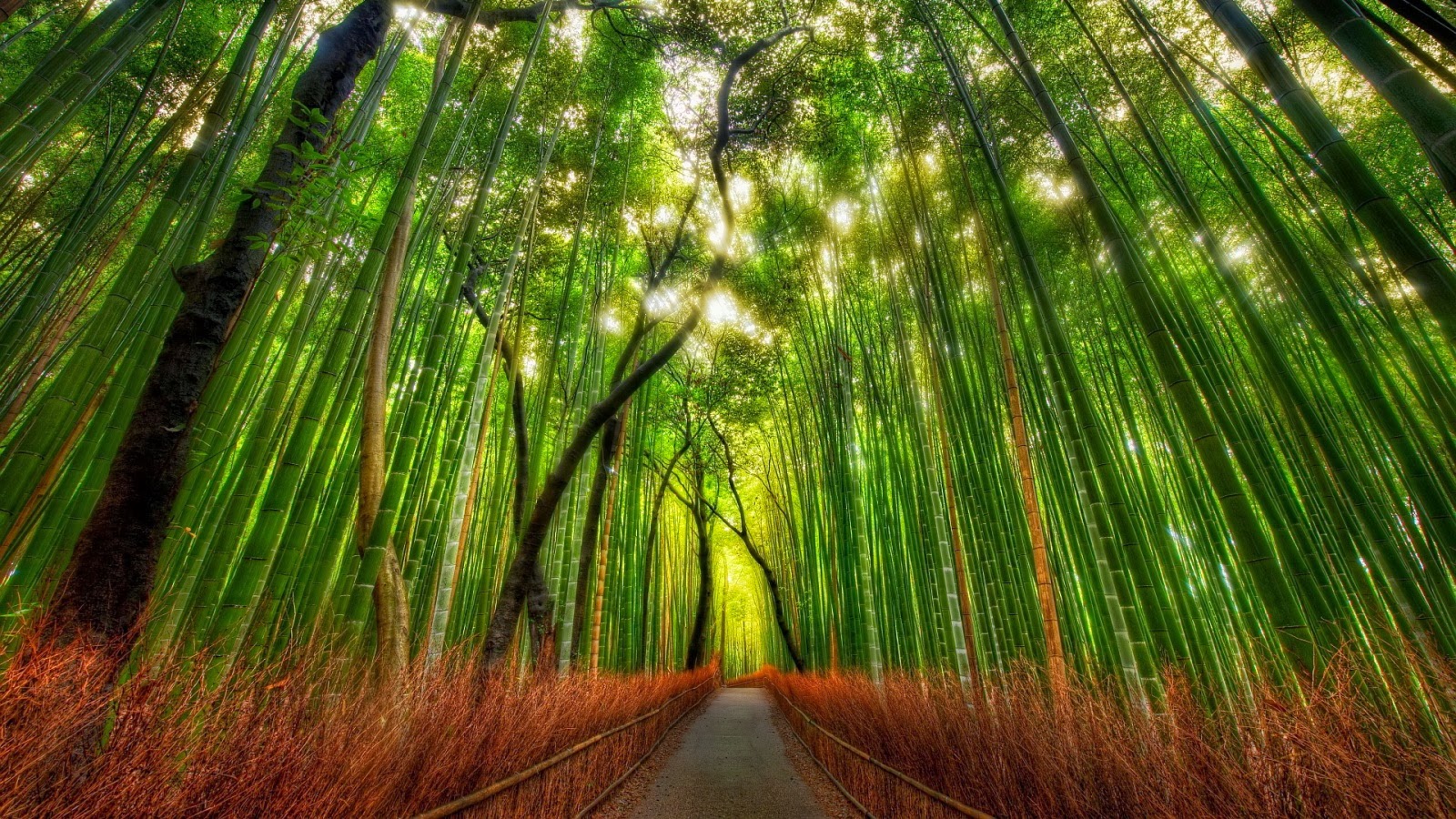 Bamboo Forest HD Desktop Wallpaper For Your Tablet And