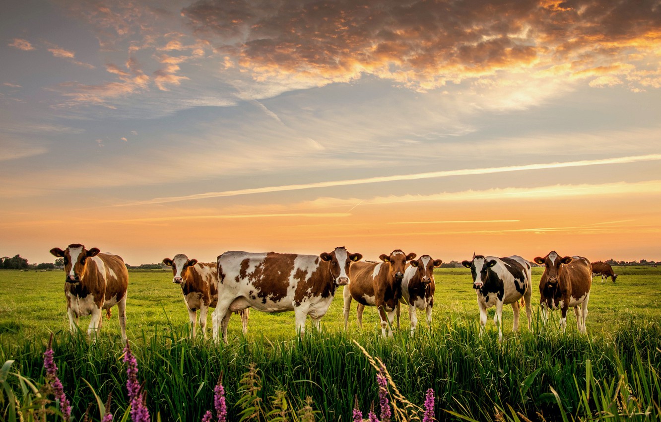 Wallpaper Nature Cows Meadow The Herd Image For Desktop