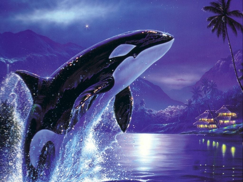 Orca Killer Whale HD Wallpaper