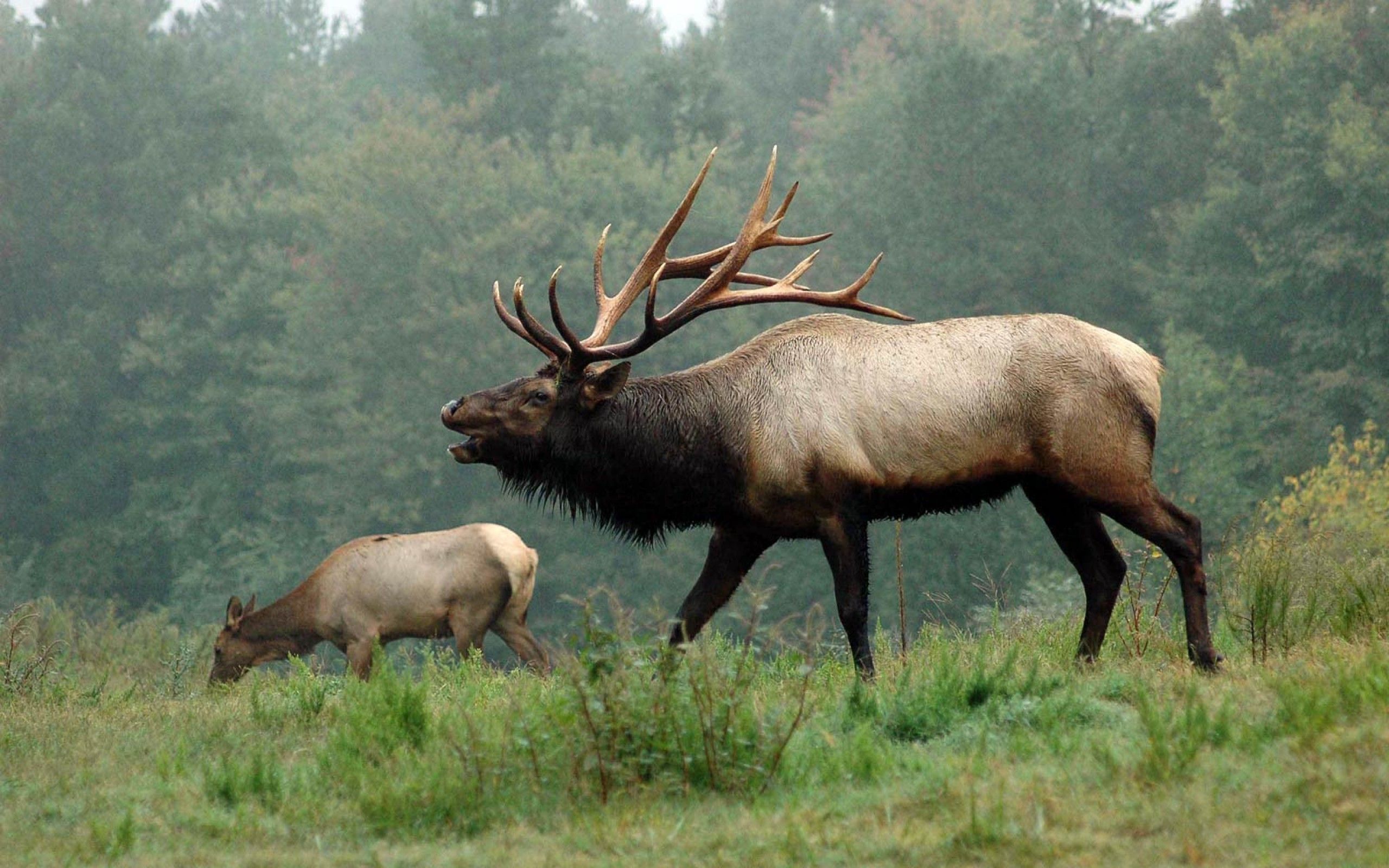 Amazing Elk Wallpaper