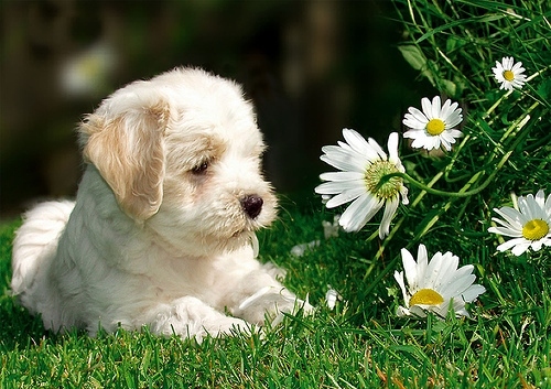 Cute Daisy Dog Flower Flowers Puppy Image On Favim