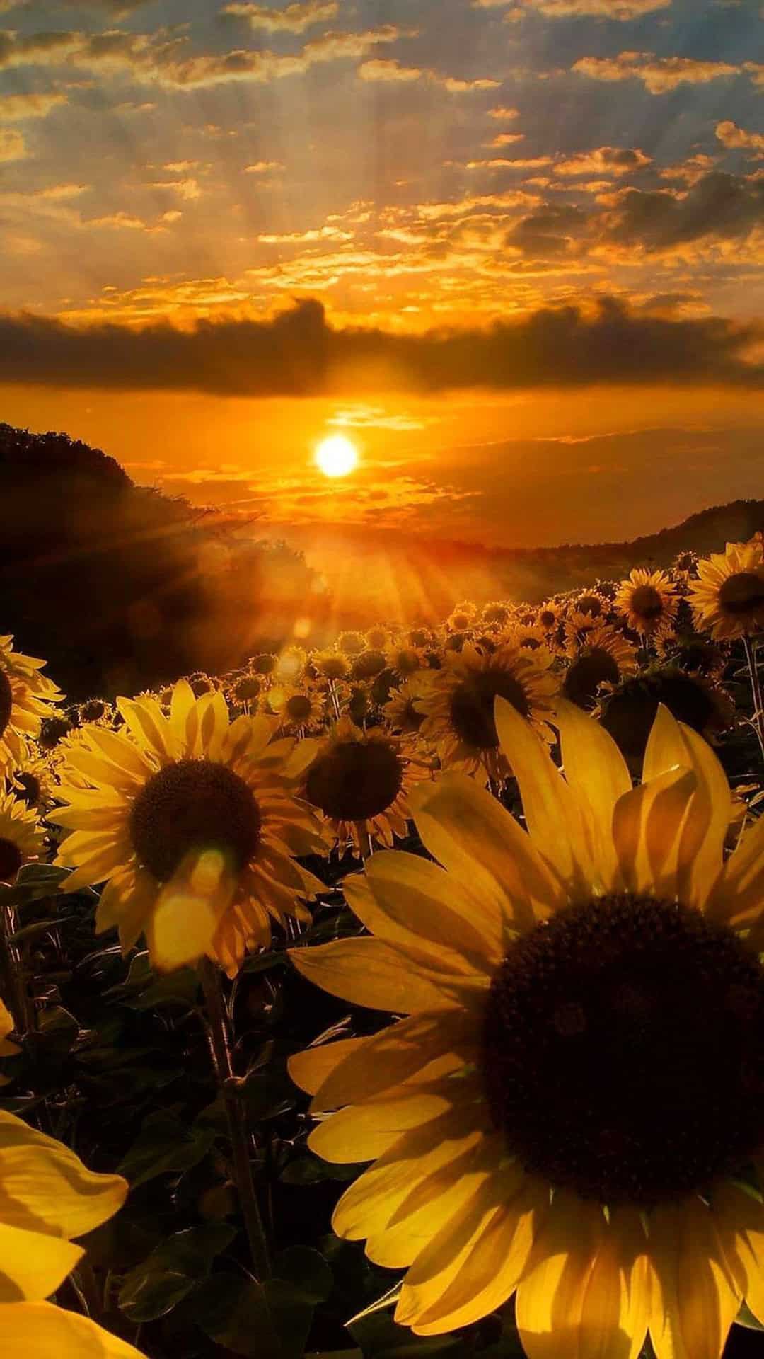 Iphone Aesthetic Sunflower Wallpaper