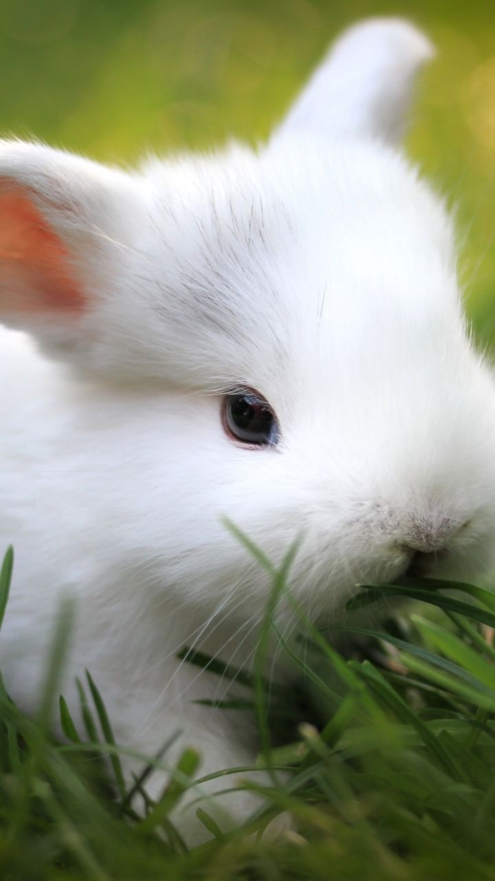 Cute White Baby Bunnies Animal Care College Buns Tiere
