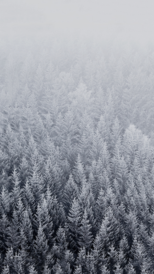 Attachment For Apple iPhone Plus Wallpaper Winter With Snowy Trees