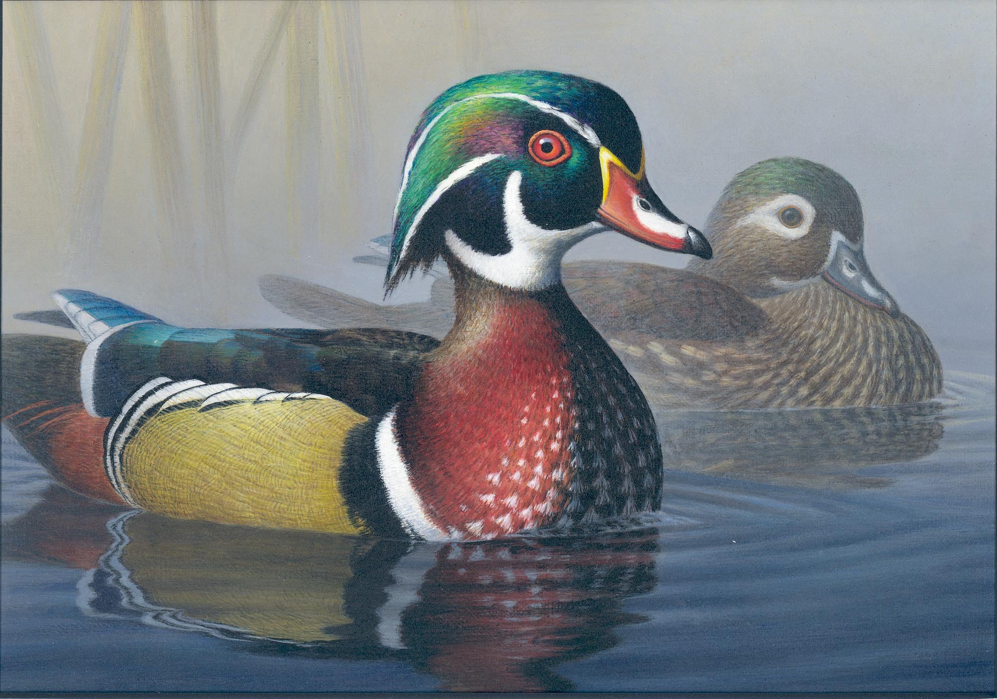 Wood Duck Wallpaper Image