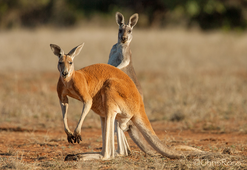 Red Kangaroo Pair Wallpaper X HD Res