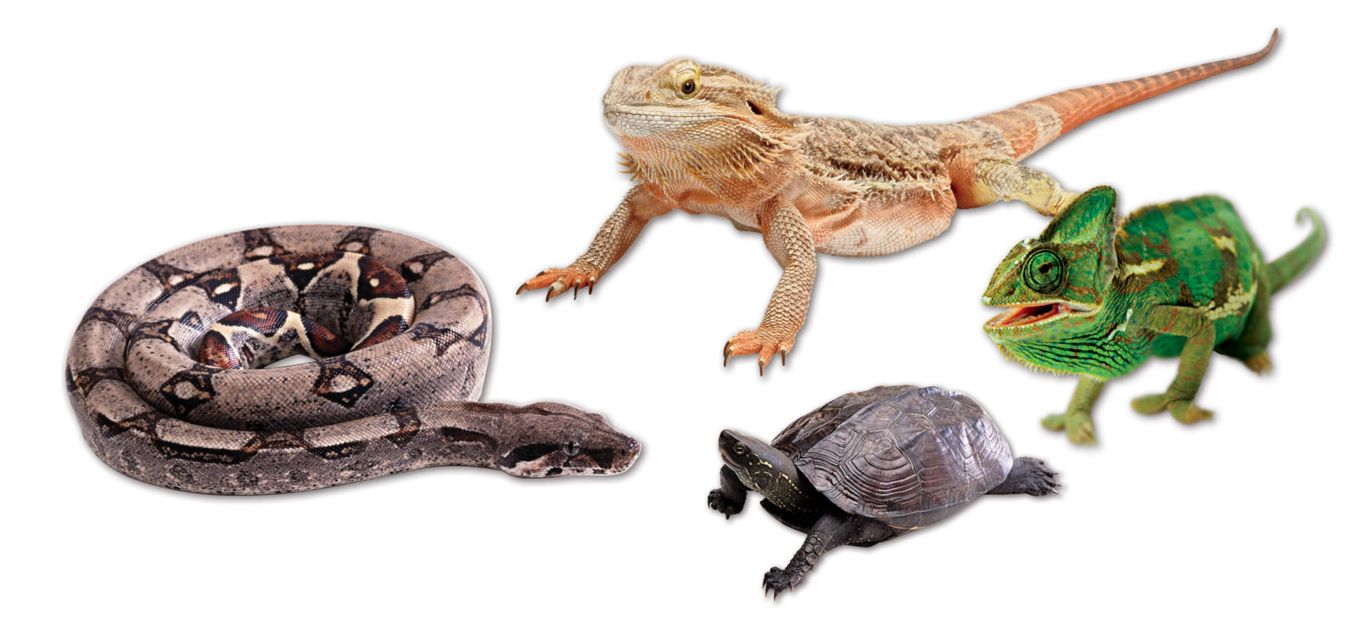 Reptile Products Care Information Zilla