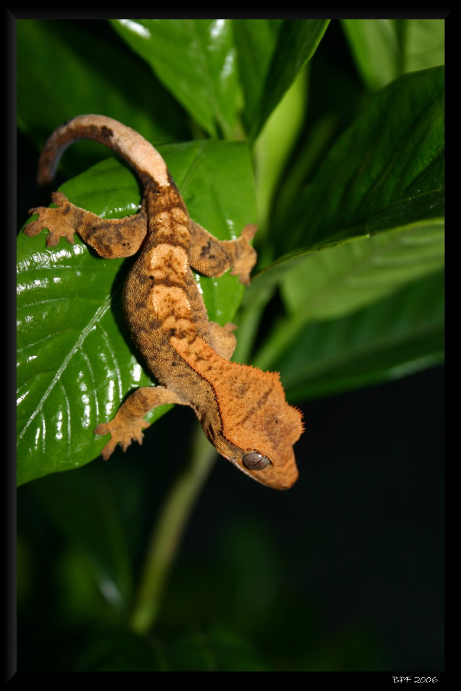Crested Gecko By Bpfischer