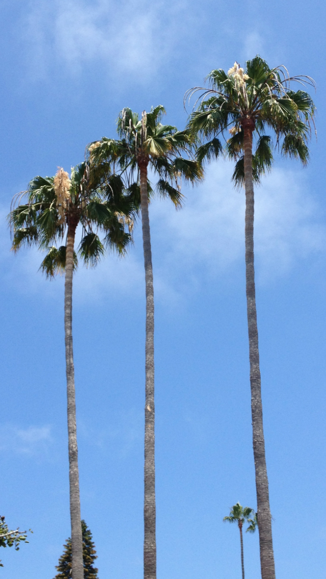 Buzz S iPhone Wallpaper California Palms
