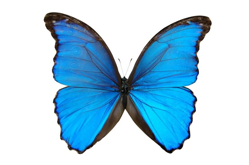 Blue Butterfly Graphics Code Ments Pictures