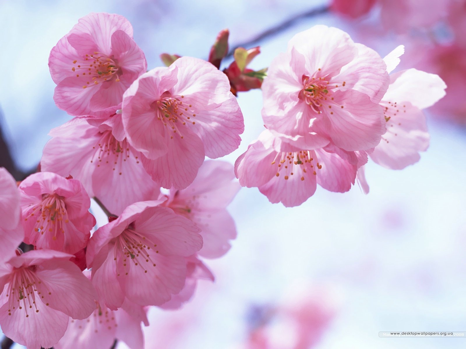 Wallpaper Desktop Cherry Blossom Flowers