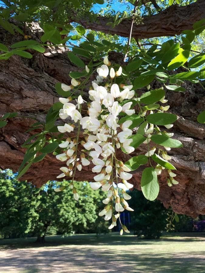 Black Locust Wallpaper