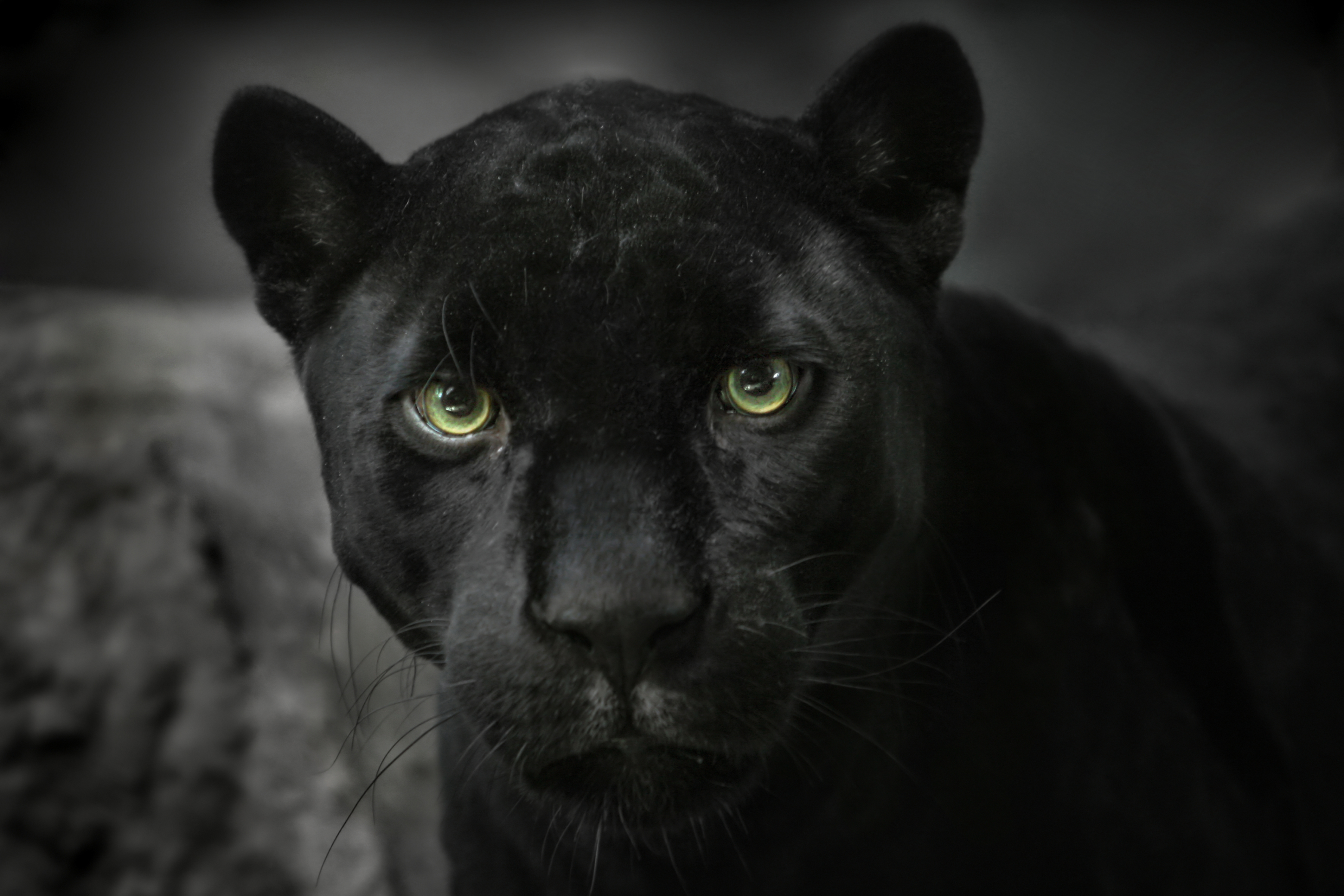Black Panther 4k Ultra HD Wallpaper
