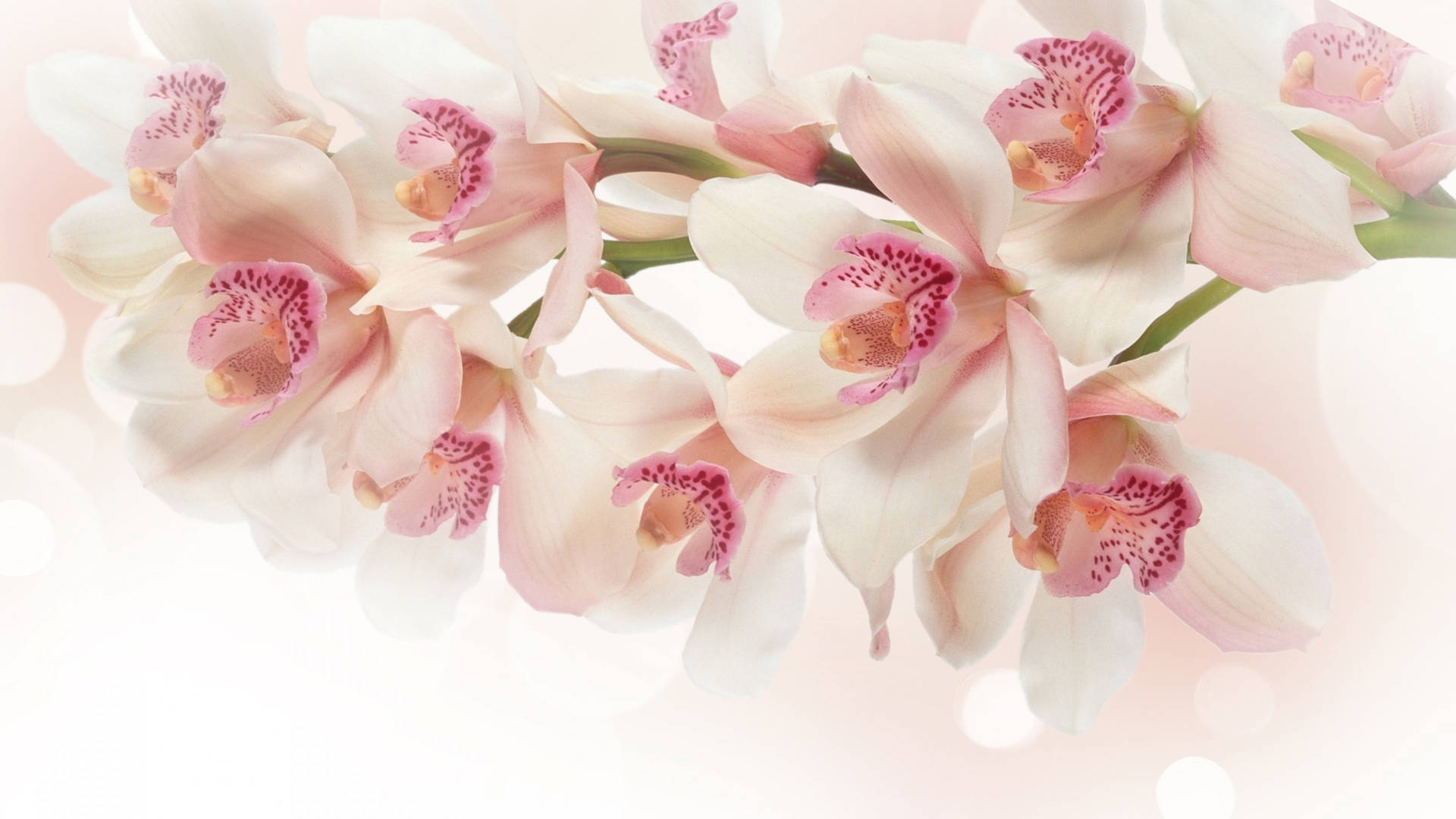 Pink And White Wallpaper