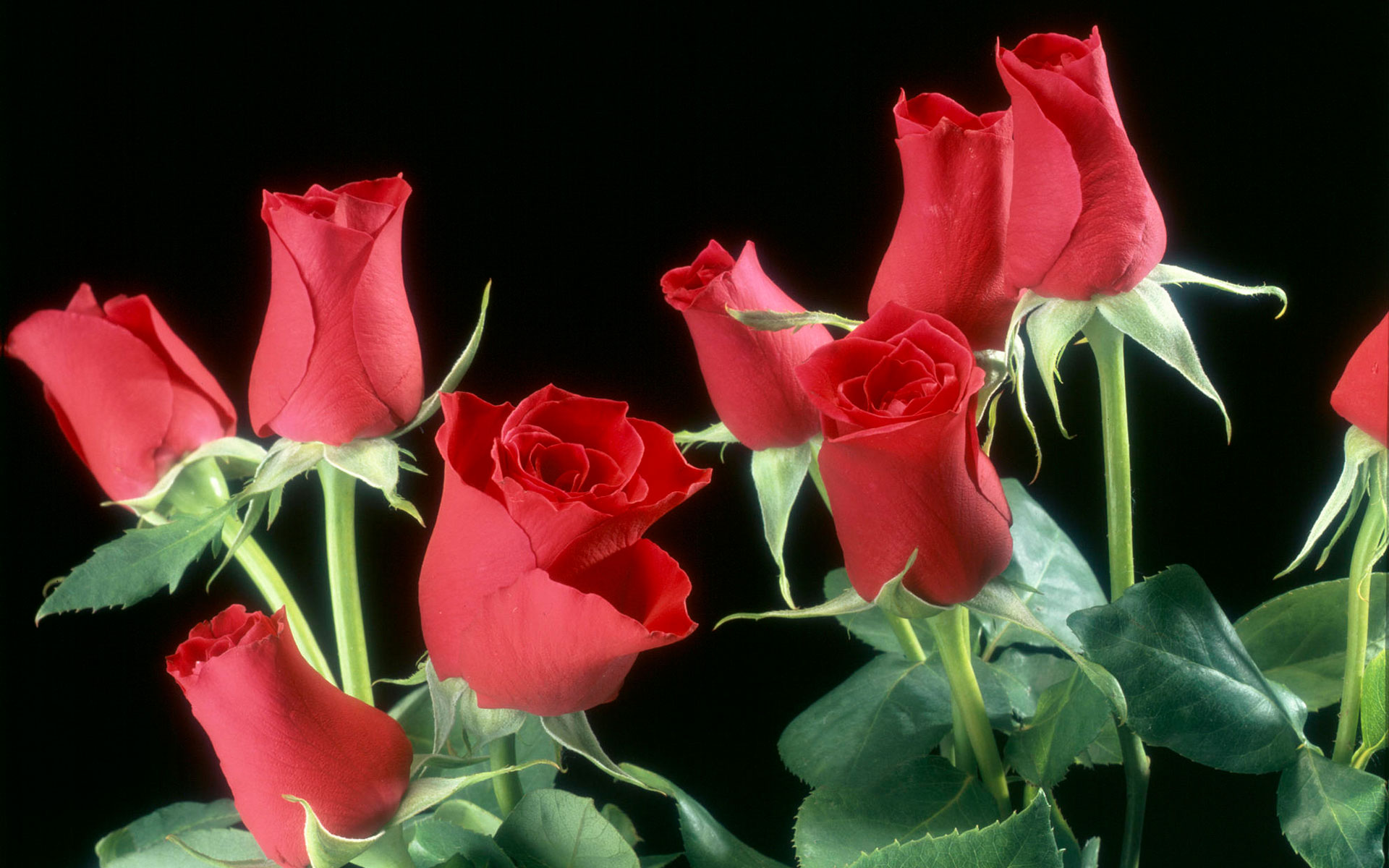 Red Roses Flowers Wallpapers HD Wallpapers