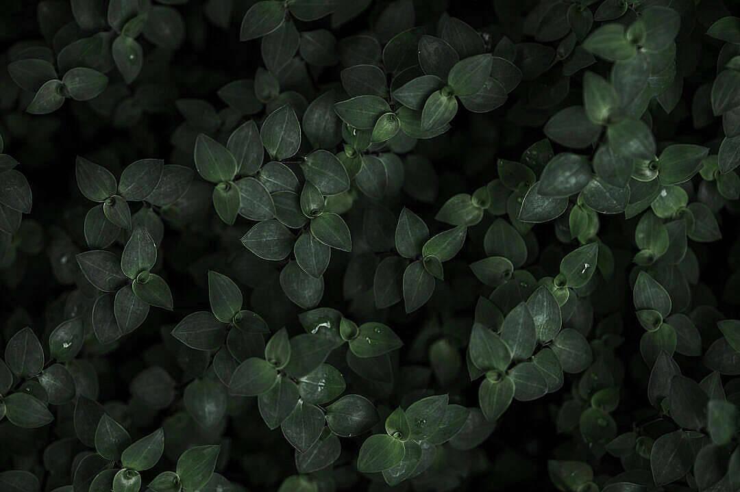 Simple Dark Aesthetic Plants Wallpaper