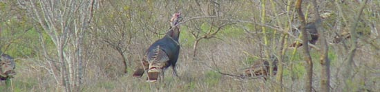 Wild Turkey Hunting Information Center Back To Work