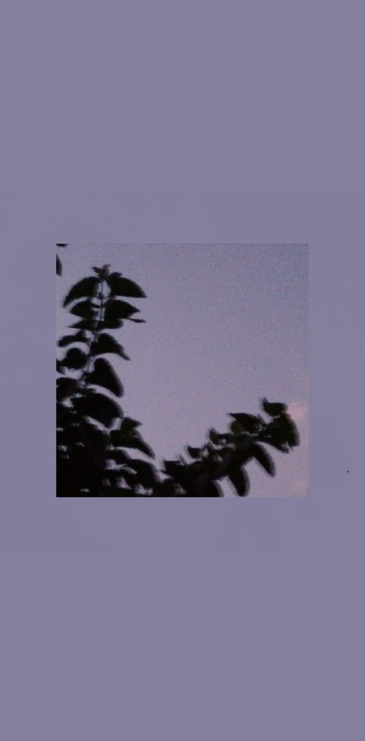 Placid Night Aesthetic Wallpaper
