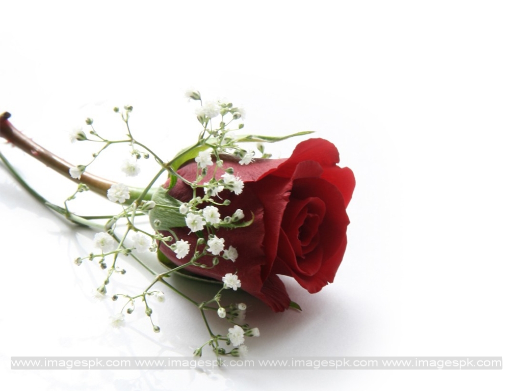 Description From Single Red Rose Wallpaper Android