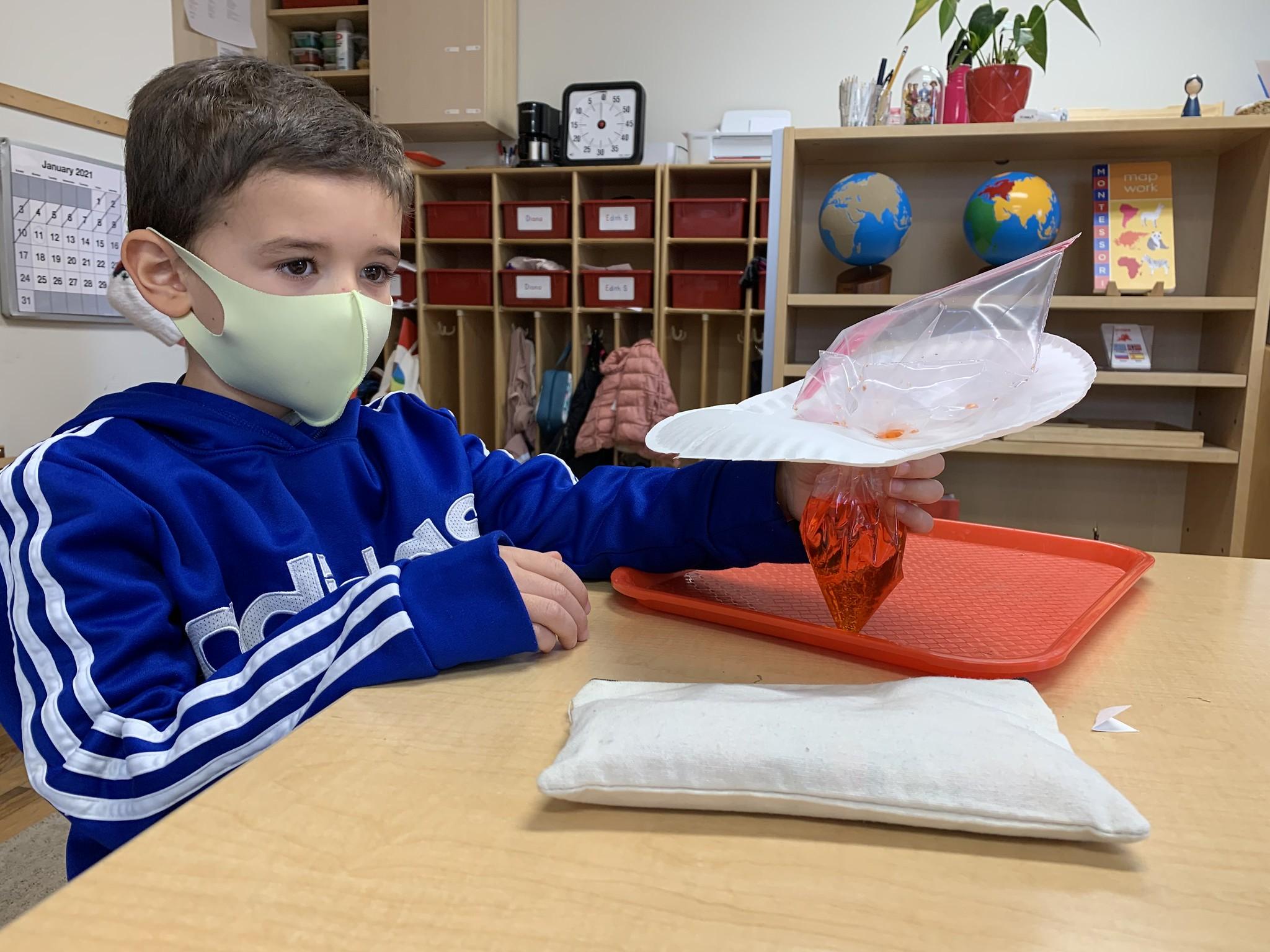 Vertebrates Invertebrates And Insects The Mcguffey Montessori