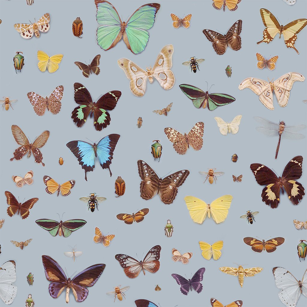 Bugs And Butterflies Wallpaper Ella Doran