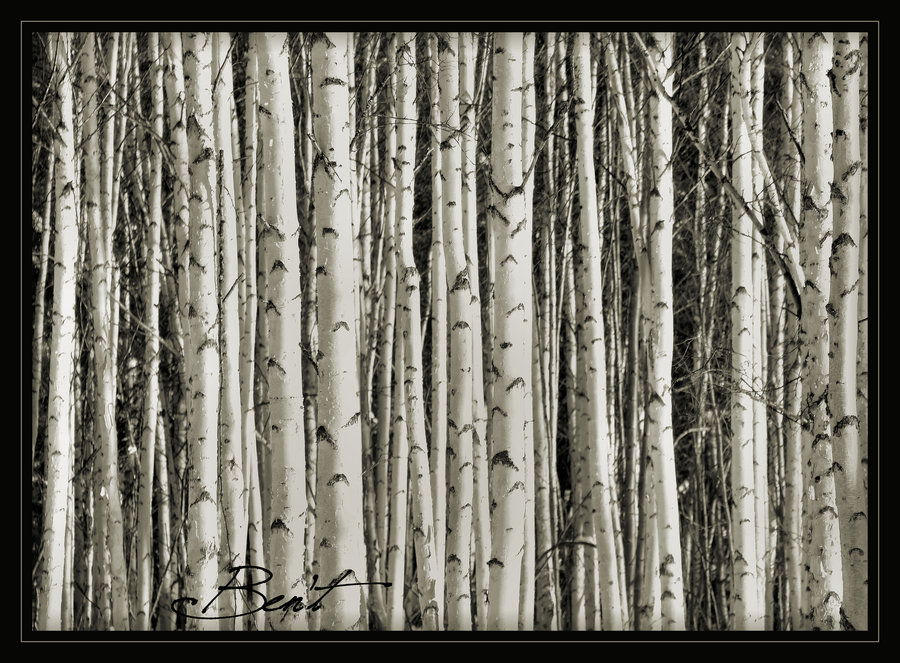 Birch Tree Wallpaper Desktop Background