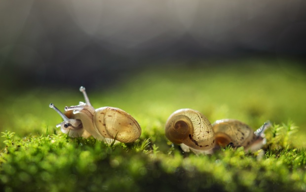 Cute Three Snail And Nature Background Click To