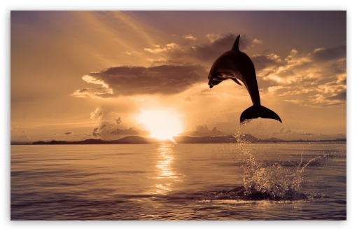Jumping Dolphin HD Desktop Wallpaper High Definition Fullscreen