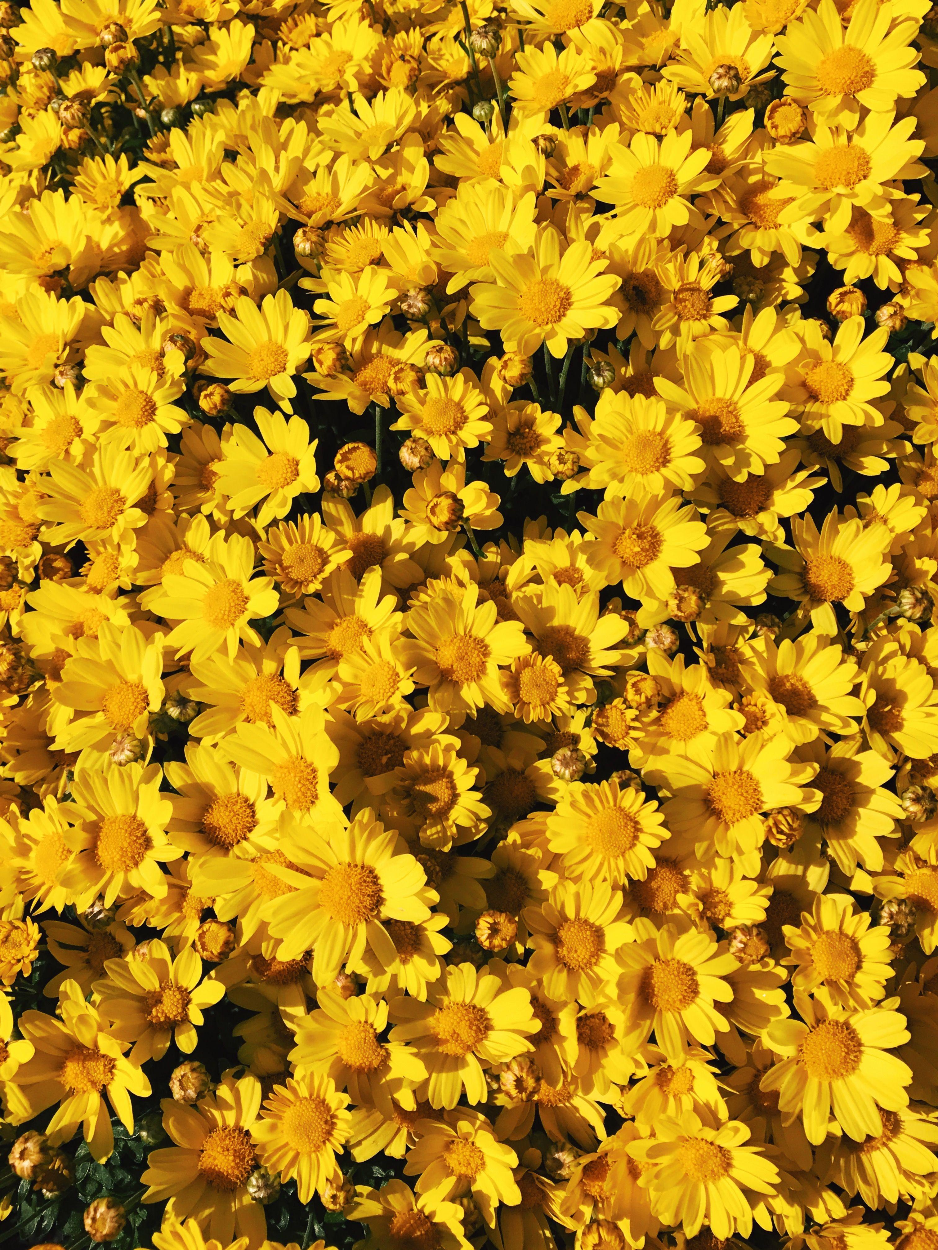 Yellow Flowers Aesthetic Yellowaesthetic