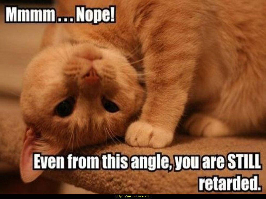 Adorable Cat Meme Cmrfyh7vt4nyog0l Wallpaper
