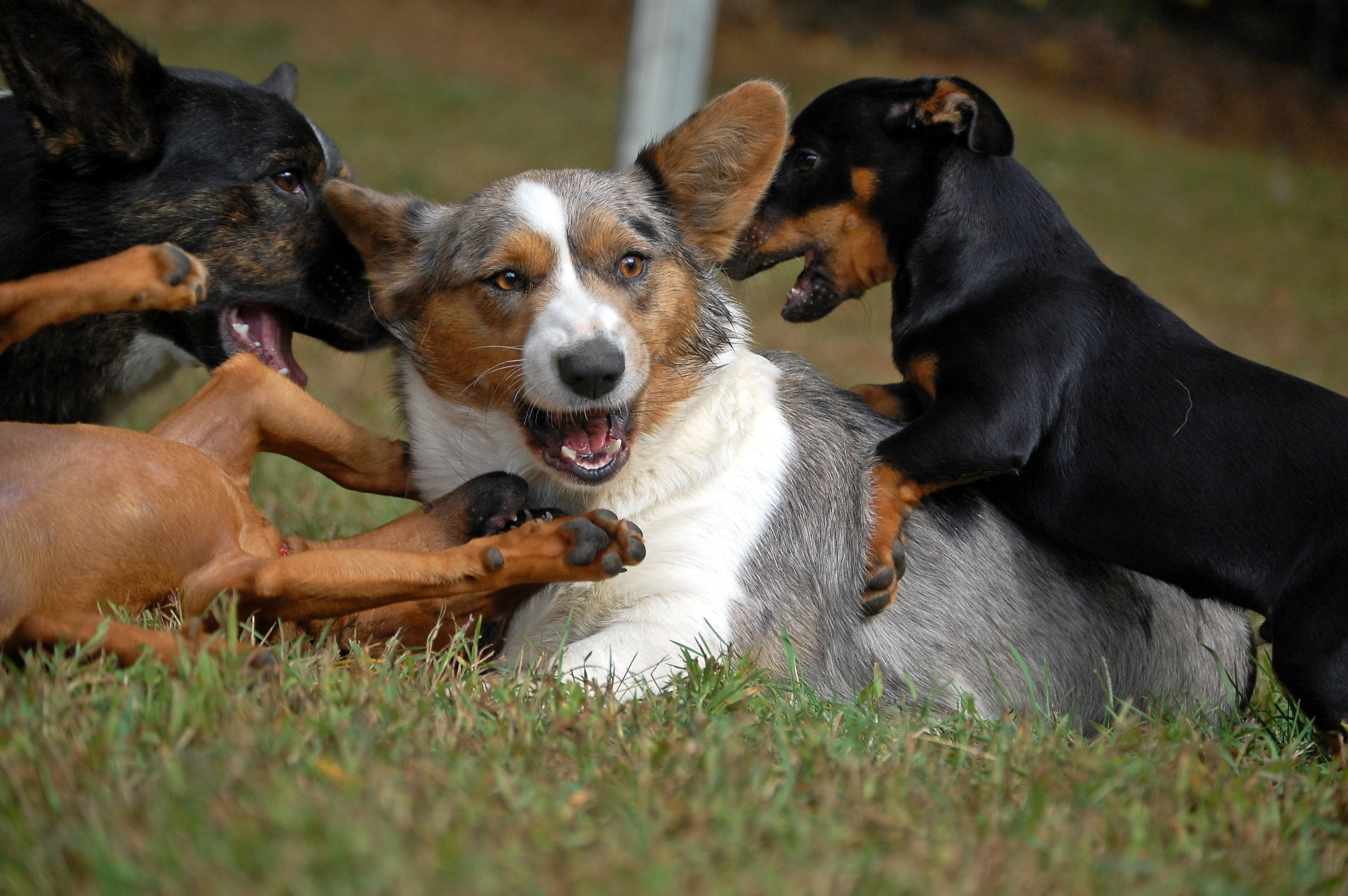 Welsh Corgi Cardigan Playing With Other Dogs Photo And Wallpaper