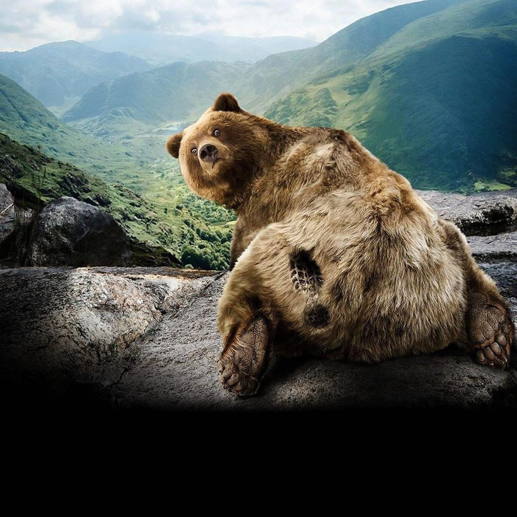 Grizzly Bear Background High Definition Wallpaper