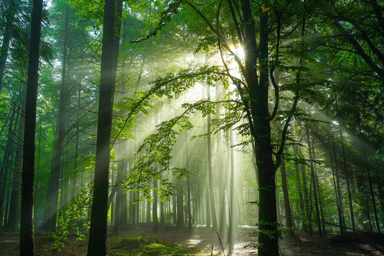 Pictures Rays Of Light Germany Schwarzwald Nature Forests Trees
