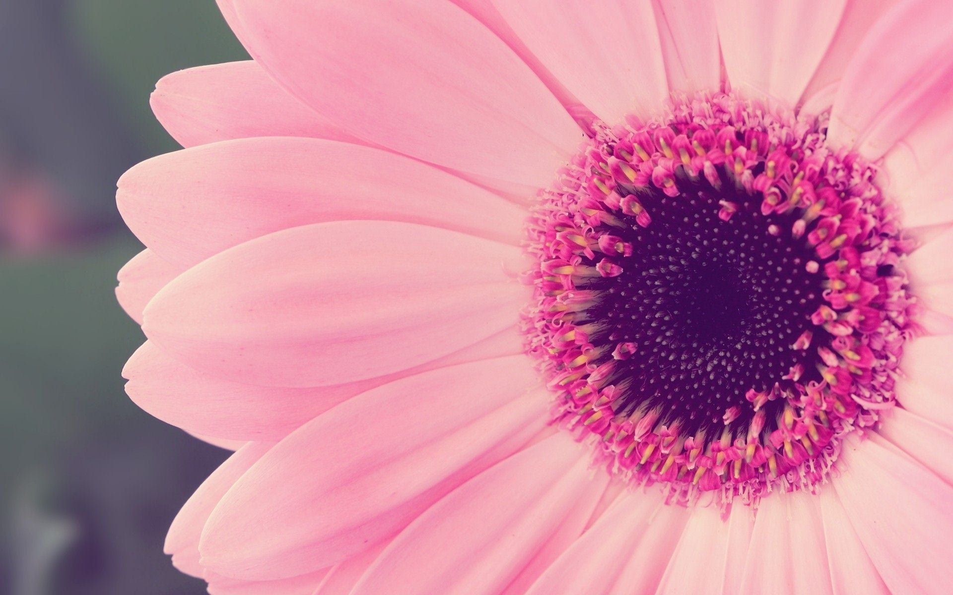 Close-up of a pink gerbera daisy flower
