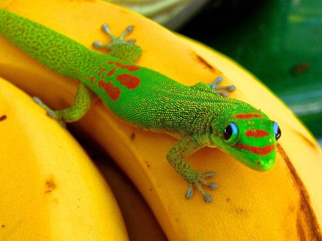 gold dust day gecko for sale tortoise for sale baby turtles