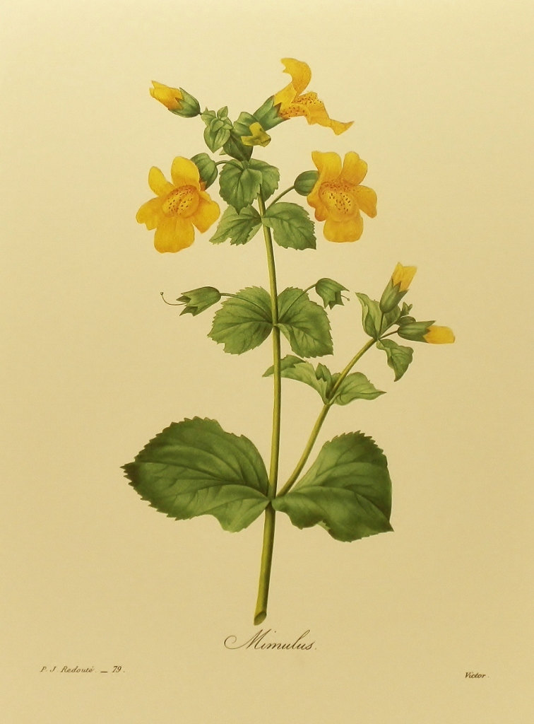 Monkey Flower Print Vintage Botanical Wall Hanging Yellow