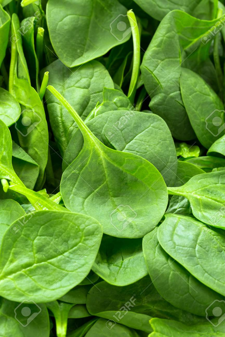 [35+] Spinach Backgrounds | WallpaperSafari