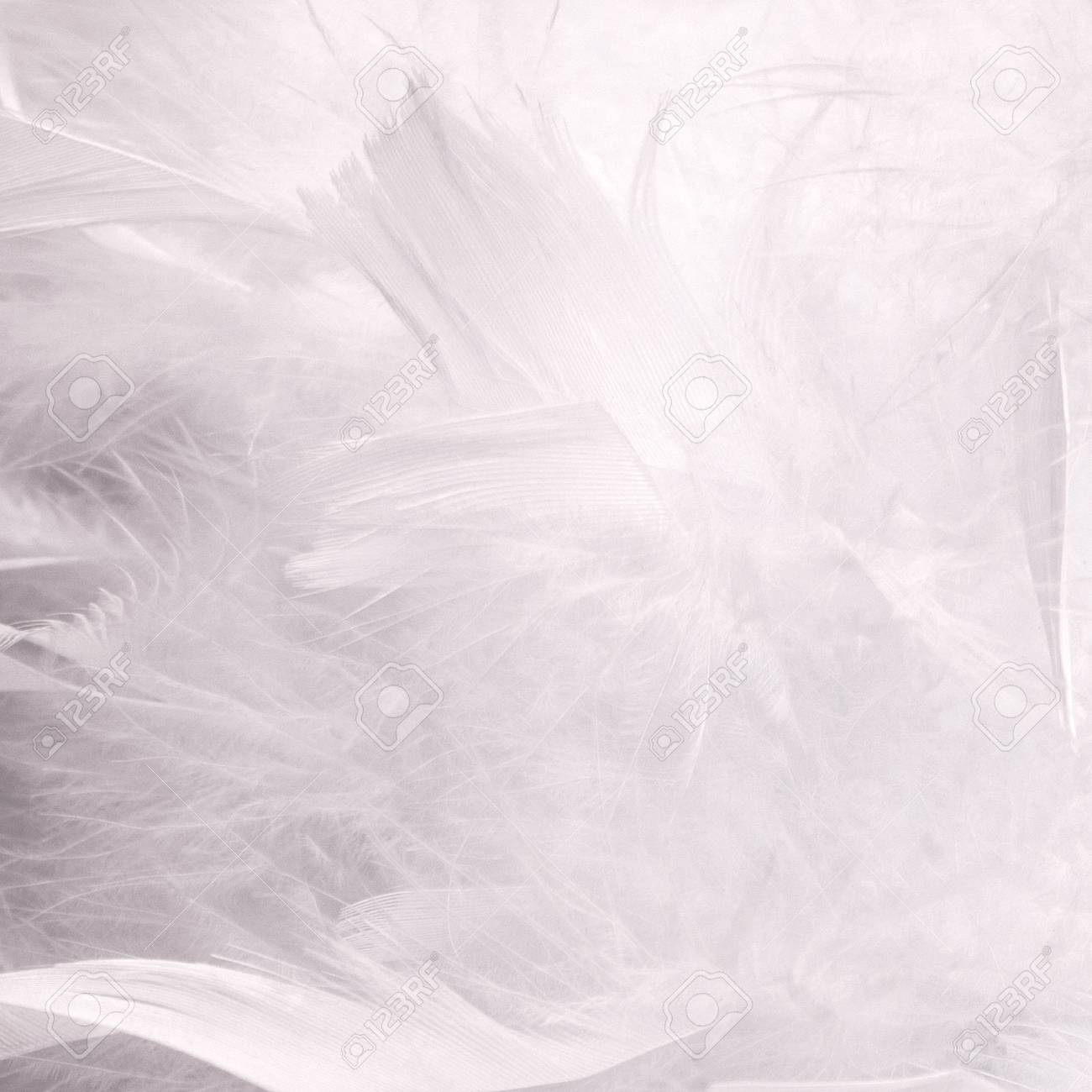 Abstract Beautiful White Tone Feathers Background Fluffy Feather