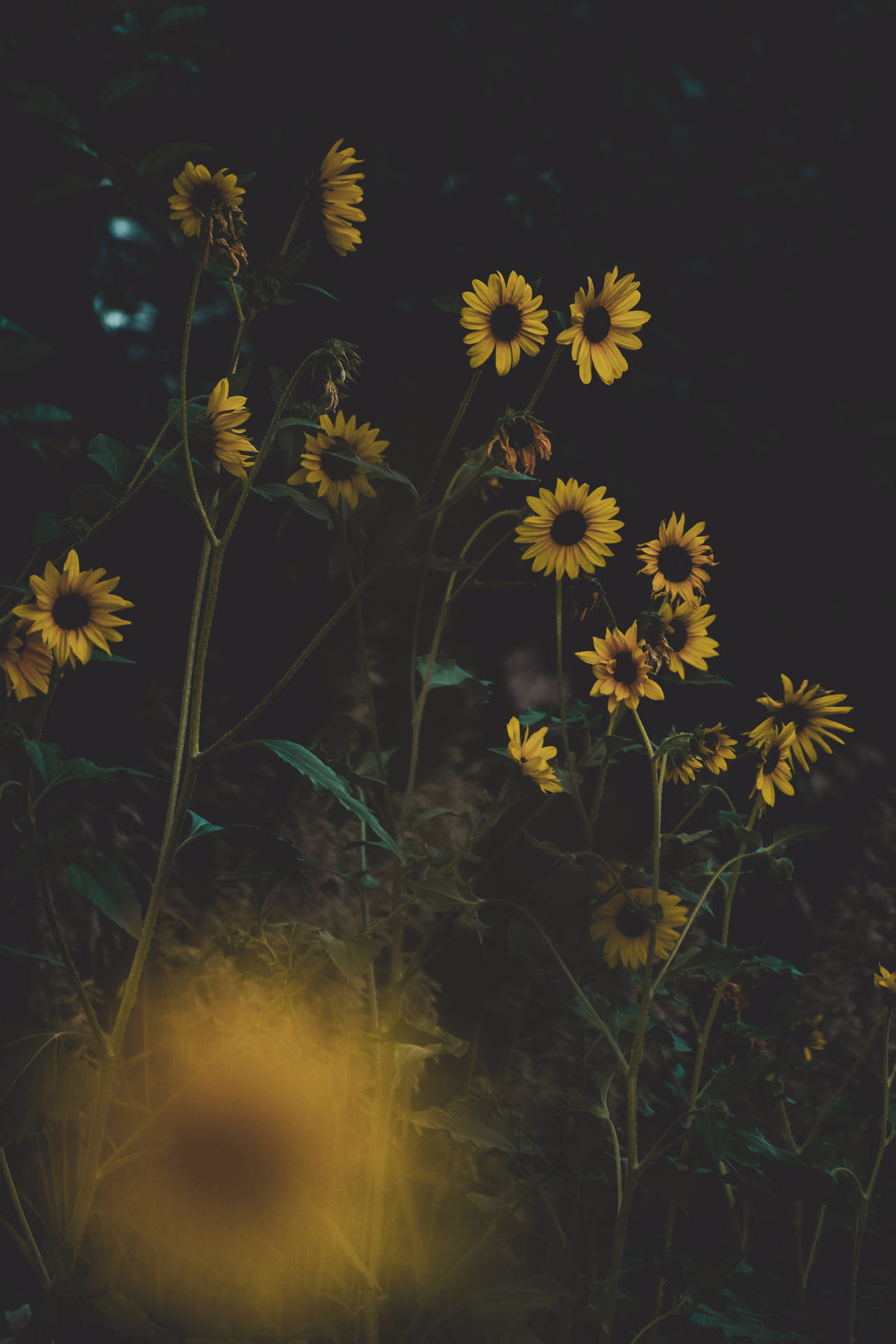 Sunflower Aesthetic Wallpaper