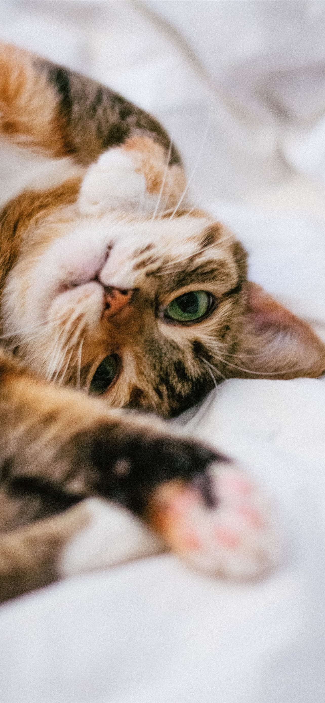Best Cat iPhone HD Wallpaper