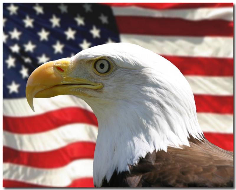  Visitors Favorite PAD Images USA Bald Eagle over American Flag
