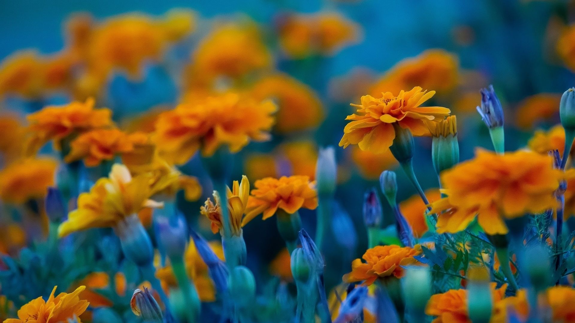 Desktop Wallpaper Meadow Spring Orange Flowers HD Image