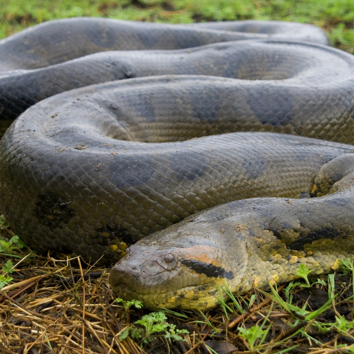 Green Anaconda Wallpaper