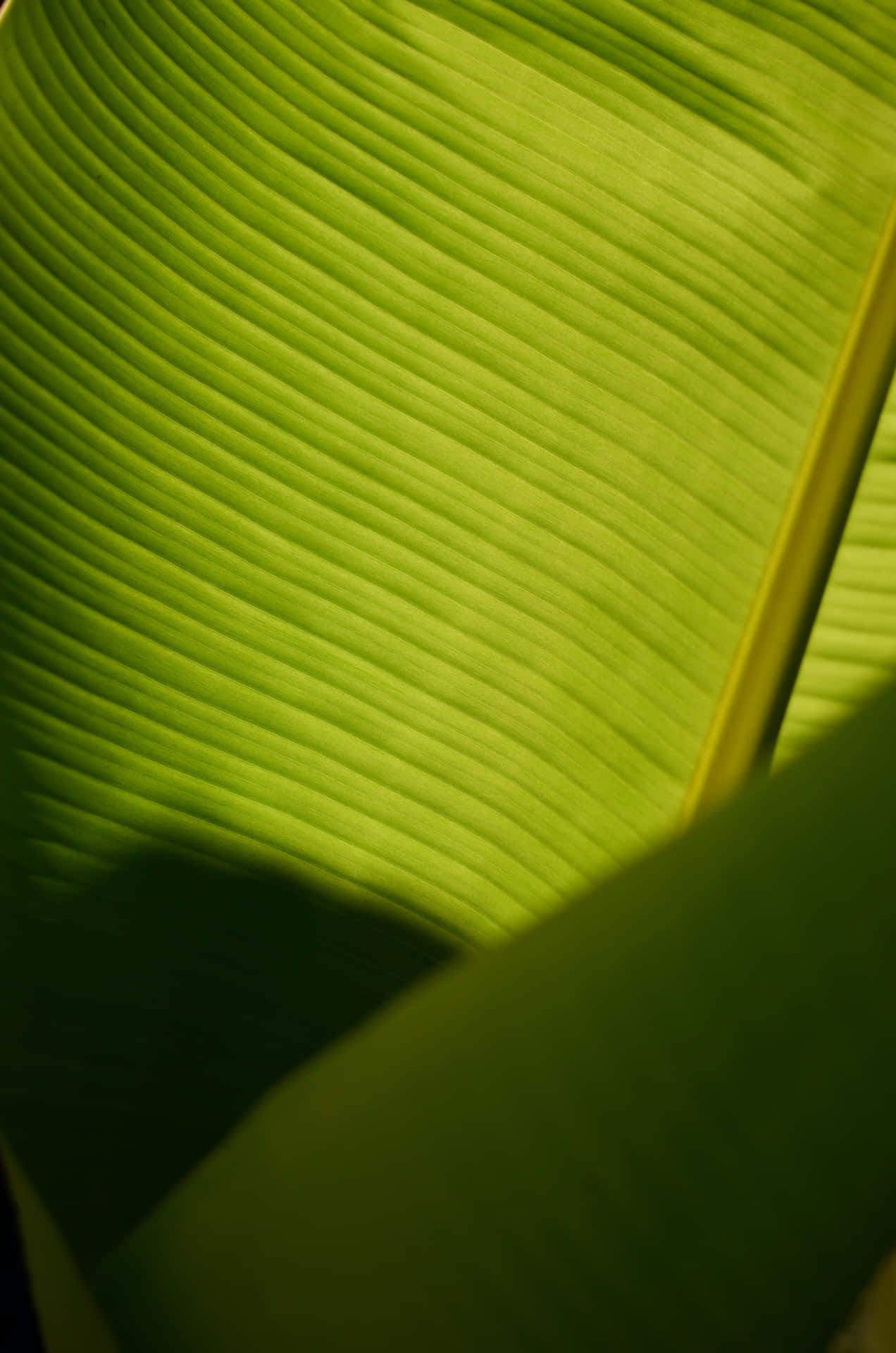 Bananas Growing On A Leafy Background Wallpaper