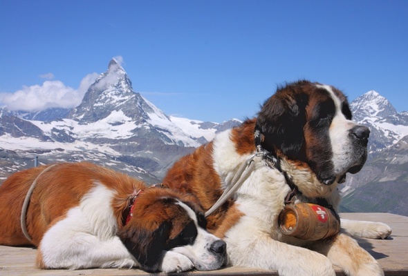 Wallpaper St Bernard Dog Matterhorn Pennine Alps Switzerland