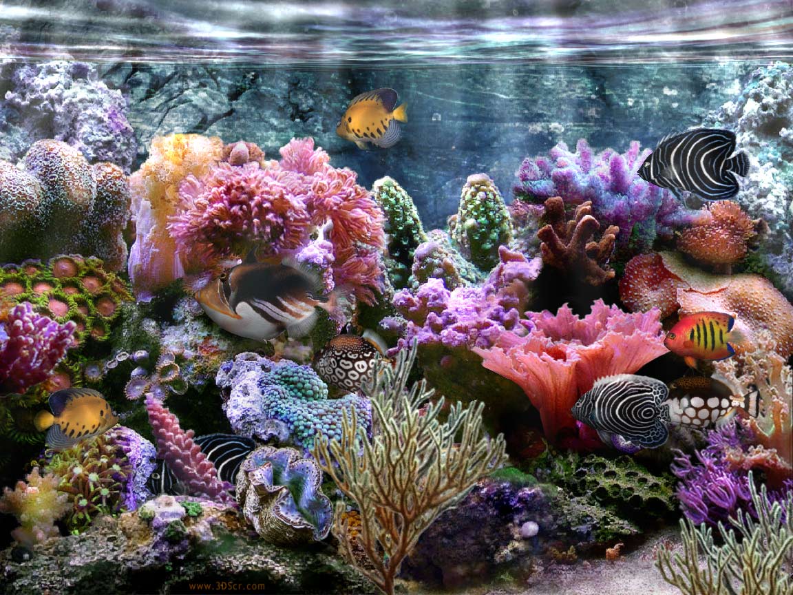 Coral Reef Wallpaper Widescreen HD Background
