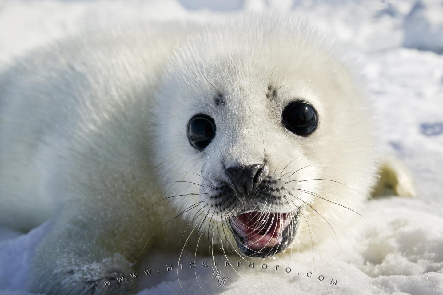 Wallpaper Background Cute White Coat Harp Seal Baby Pup