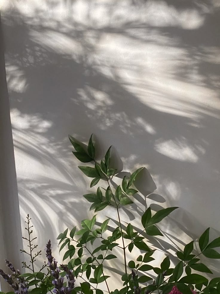 Plants Aesthetic Wallpaper